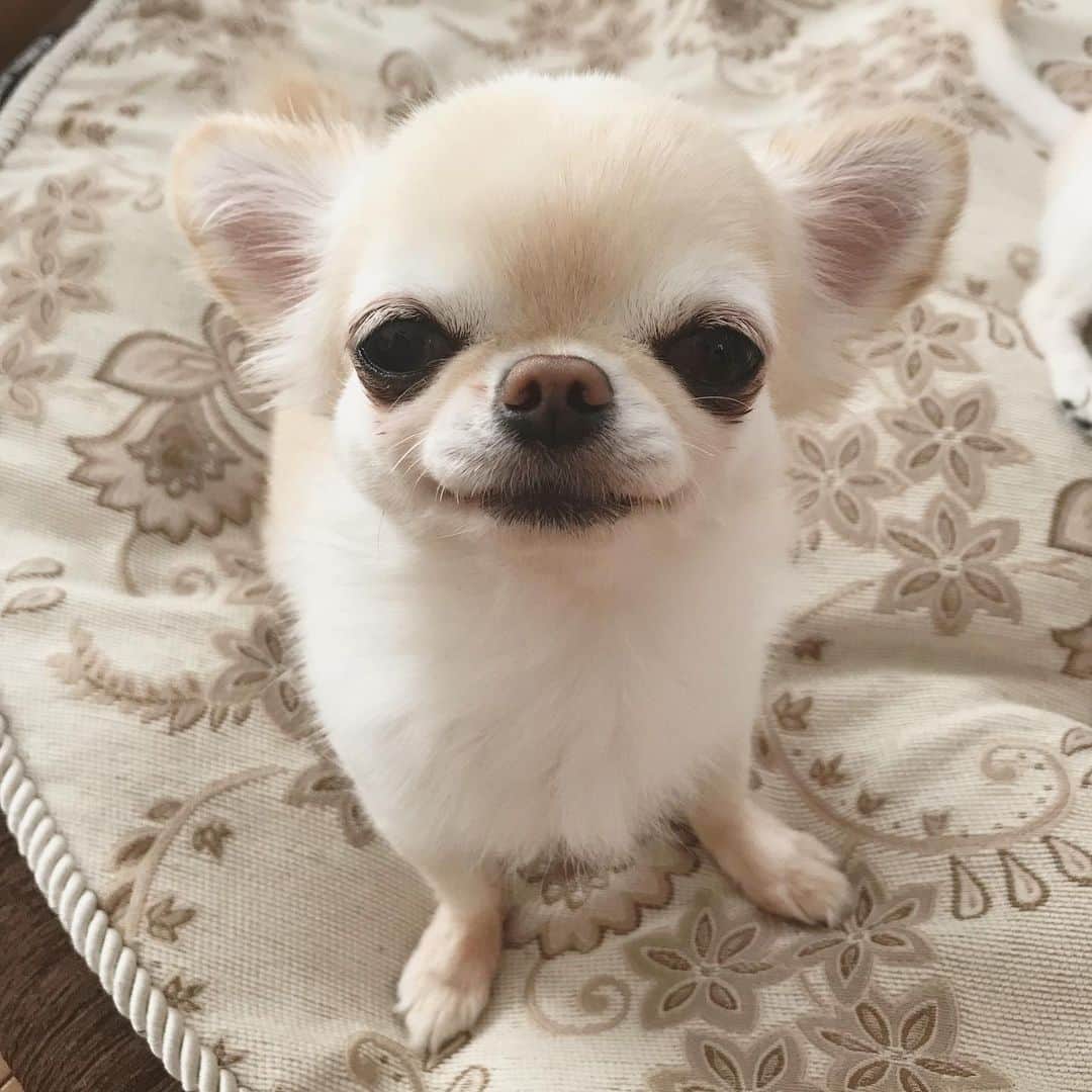 ∞maki∞??????さんのインスタグラム写真 - (∞maki∞??????Instagram)「2019.9.10 デコ♡オミ♡ ・ ・ おはようこざいます☀️ ・ ・ 朝のまったりなメンズ🥰🐶🐶💞✨ ・ ・ 皆さま今日も素敵な一日を〜😌💞✨ ・ ・ #まったりな朝 #dog#Chihuahua#Chihuahualove#Chihuahualife#instaChihuahua#IGersJP#all_dog_japan#happy#cute#love#犬#愛犬#イヌスタグラム#ちわすたぐらむ#チワワ#ロングコートチワワ#多頭飼い#可愛い#癒し#幸せ#おはよう#Goodmorning」9月10日 8時18分 - maki_dfpso