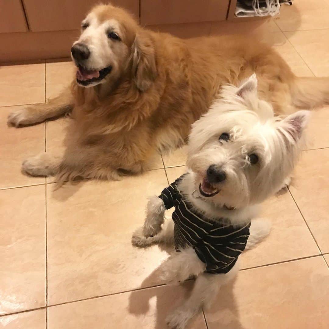 Hoykong&Plamuekのインスタグラム：「Good morning!! #hkpm #hoykong #plamuek_westies」