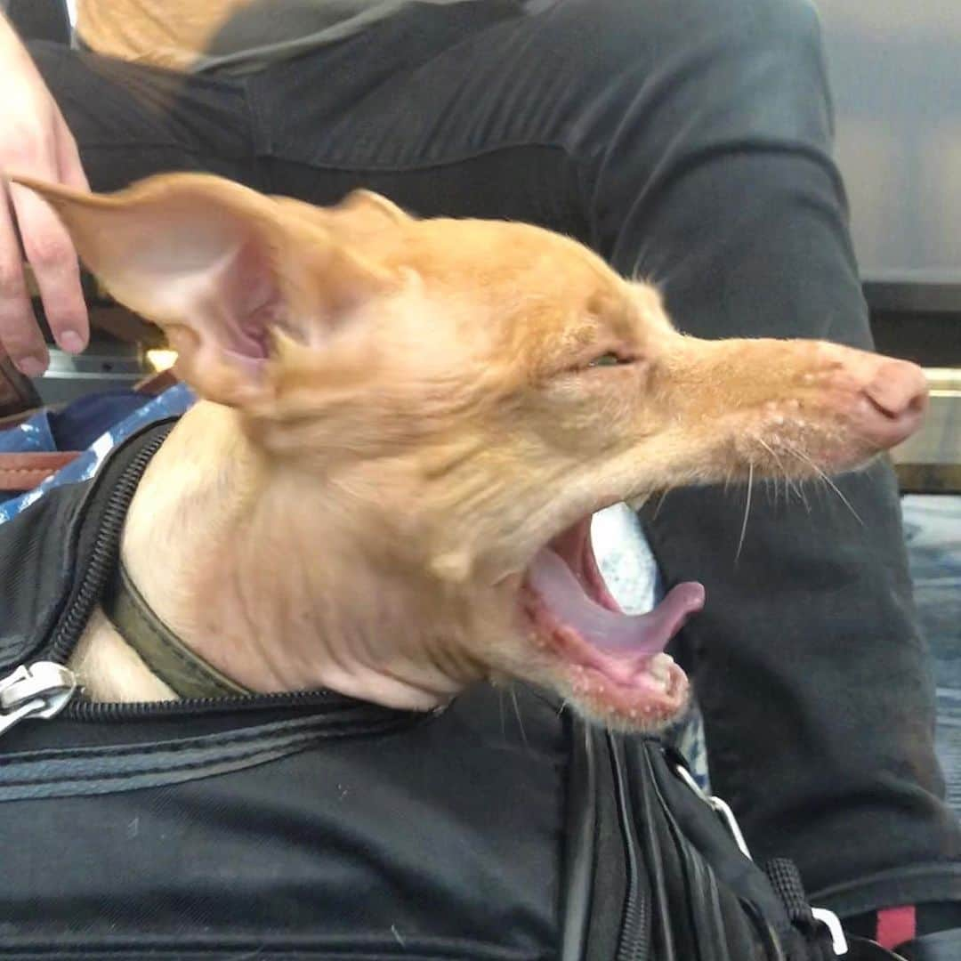 Tuna {breed:chiweenie} さんのインスタグラム写真 - (Tuna {breed:chiweenie} Instagram)「Looks like somebody is going to sleep really well on this flight! See you in 8 hours, Paris! 🇫🇷🇫🇷🇫🇷 @thetravelingtuna」9月10日 8時36分 - tunameltsmyheart