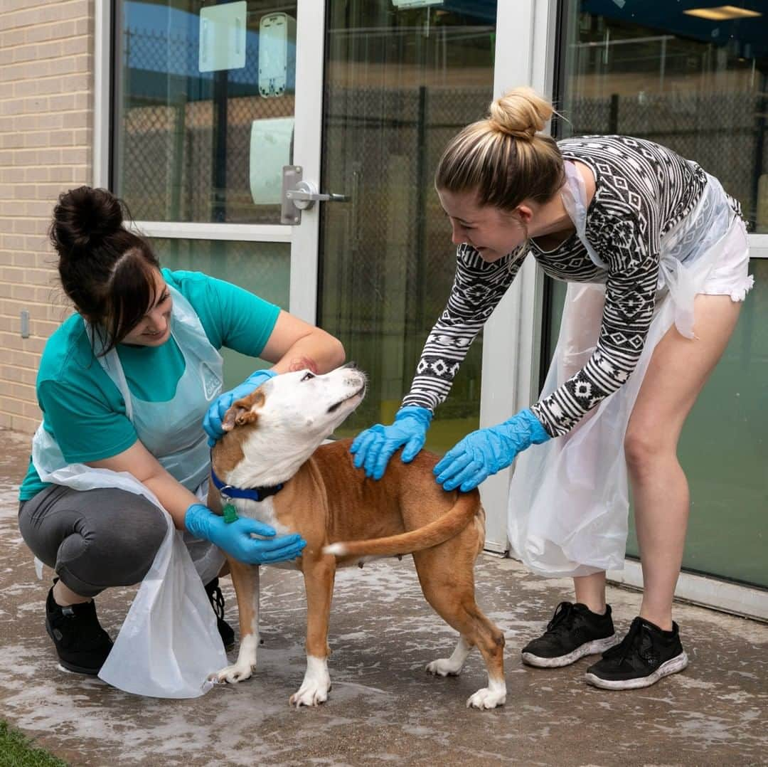 ニューヨーク・タイムズさんのインスタグラム写真 - (ニューヨーク・タイムズInstagram)「Pet euthanasia rates have fallen more than 75 percent in the past 10 years, but why? For one, there’s been a quiet cultural transformation — spaying and neutering are now the norm, and rescue adoptions are growing in popularity. “Rescuing an animal has become a badge of honor,” said Matt Bershadker, not pictured, the president and chief executive of the American Society for the Prevention of Cruelty to Animals. “People proudly go to dog parks and walk around their neighborhoods talking about the animal that they rescued from a shelter.” Did you rescue a pet from a shelter? Tell us about it in the comments. Visit the link in our bio to read more. @ilanapl took this photo.」9月10日 8時40分 - nytimes