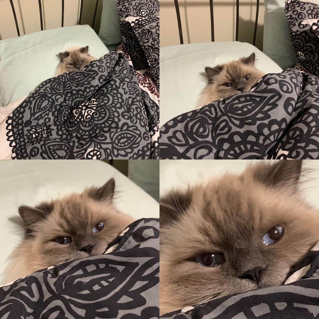 Tinaのインスタグラム：「Just because George is so darn cute!😻」