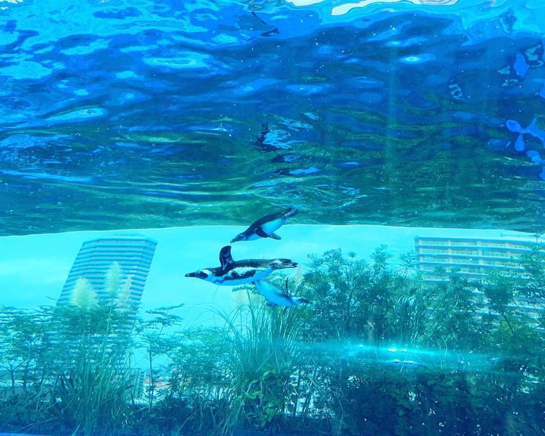 池辺愛さんのインスタグラム写真 - (池辺愛Instagram)「今日も暑いね😵☀️ ちょっとでも涼しくなりますように。 ・ ・ ・ 空飛ぶペンギン🐧🐧 ・ ・ ・ この前、娘と行ってきました🐠 #サンシャイン水族館 ただの #ペンギン ちゃうよ #空飛ぶペンギン やで🐧 ・ ・ ・ 私にとって大事な思い出の日♡」9月10日 10時22分 - aiikebe