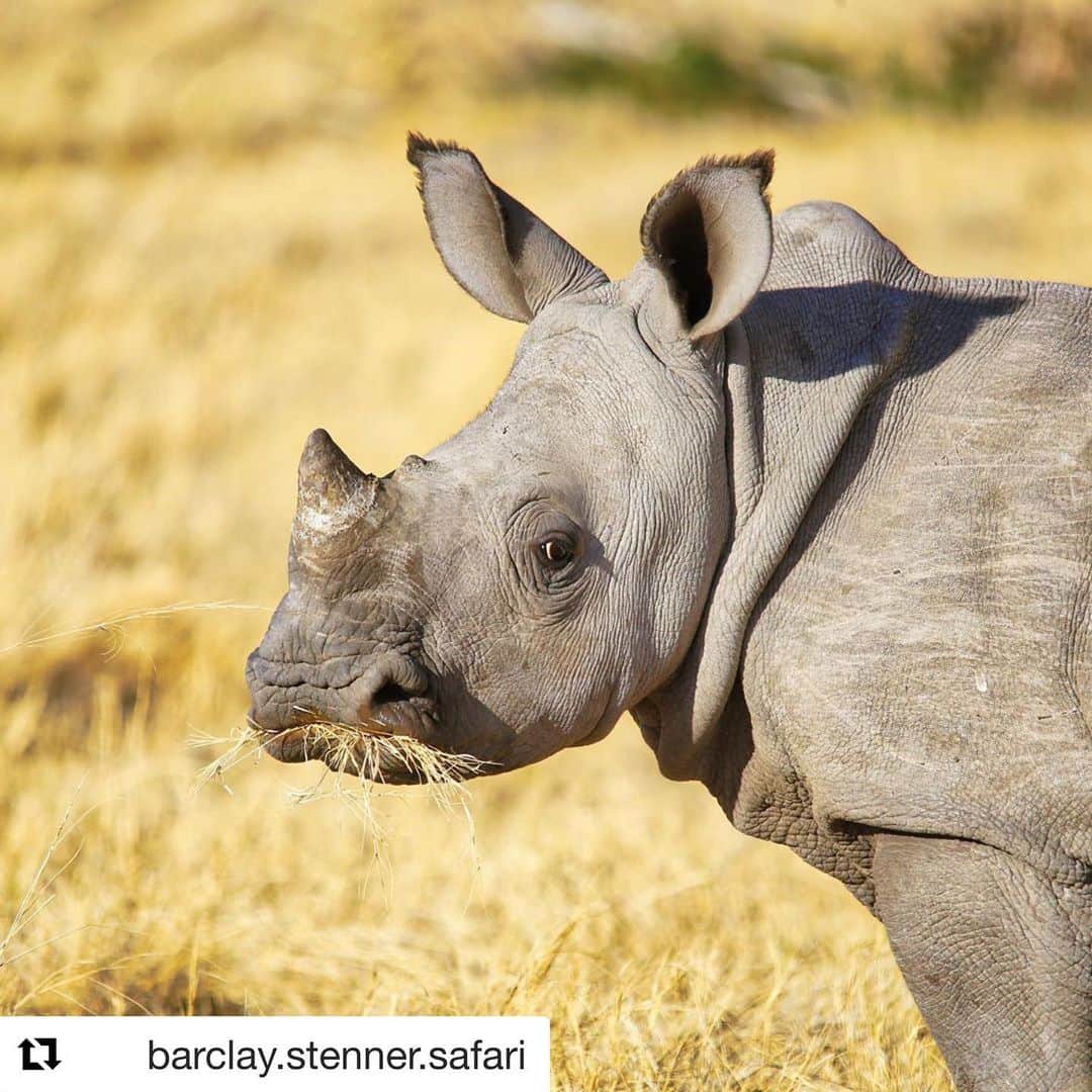 エミリー・ヴァンキャンプのインスタグラム：「👇🏼👇🏼👇🏼 . . . #Repost @barclay.stenner.safari with @get_repost ・・・ Barclay Stenner is donating a $24,900.00 safari to Rhinos Without Borders!  Through Rhinos Without Borders we are collectively giving hope to a species emblematic of the African wilderness. We even had a new baby calf this month! Please can you help us improve the future of this rhino calf and it’s kind on this Earth?  To bid for the Barclay Stenner mobile safari please pm us. The auction is on the 11th October in Maun and the successful winners will be announced on the night with external bidders contacted on Monday 14th October.  The Great Plains Conservation Team, in Maun, are hosting the 5th fundraising event in support of the “Rhino’s Without Borders” initiative.  The Rhinos Without Borders project has committed to moving at least 100 rhinos from some of the highest poaching zones in South Africa and other countries in the region, to a safer environment in Botswana’s Okavango Delta. Once released into the wild, the rhinos are carefully monitored by dedicated team in the field who work closely with the country’s anti-poaching unit and defence force.  For more information please go to www.rhinoswithoutborders.com #rhinoswithoutborders #andbeyondtravel #greatplainsconservation @rhinoswb @greatplainsconservation @andbeyondtravel #safari #rhino #rhinos #savetherhinos #barclaystenner」