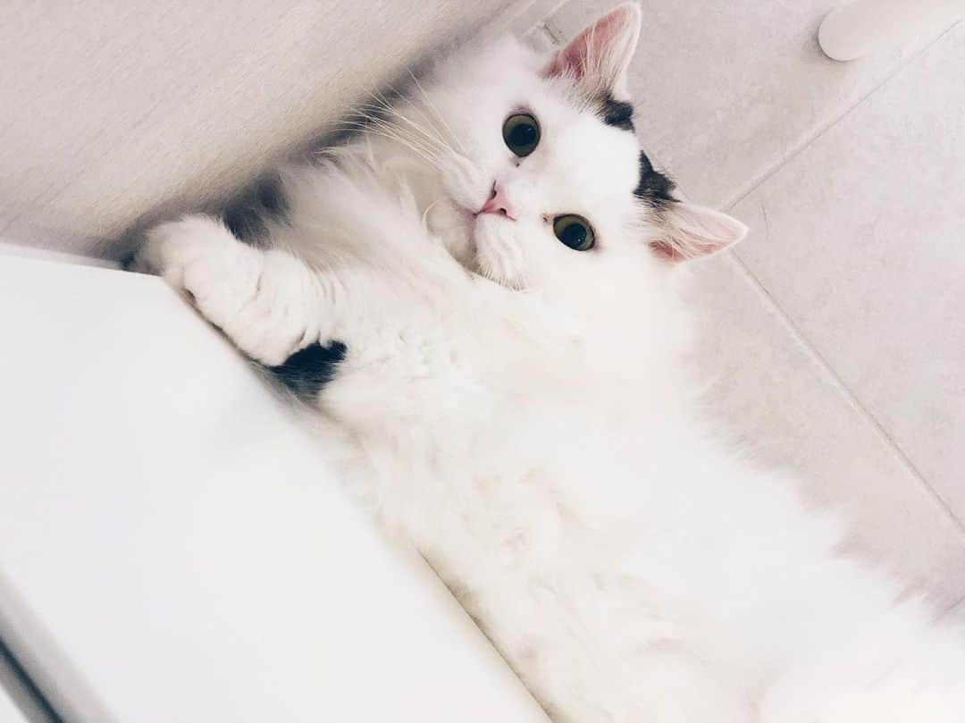 淡輪優希さんのインスタグラム写真 - (淡輪優希Instagram)「暑い…流石にうちのニャンコ達もへばっております。。石のタイルが冷えてて気持ちいのかニャ🌴 たまに本当に猫になりたいときある。 #cat #catstagram #猫のいる生活 #ミヌエット #白猫」9月10日 10時54分 - yukitannowa