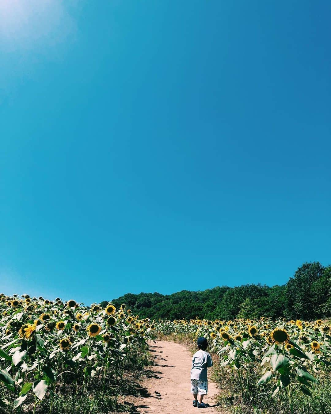 宇藤えみさんのインスタグラム写真 - (宇藤えみInstagram)「会津にはまだ少しだけ 夏のいろ がありました🌻 顔真っ赤にして 落ちているひまわりの花びらを 集める息子。 来年満開の時に来たいなぁ。 それにしても今日も暑い☀️ #会津#夏の景色」9月10日 11時16分 - emiuto