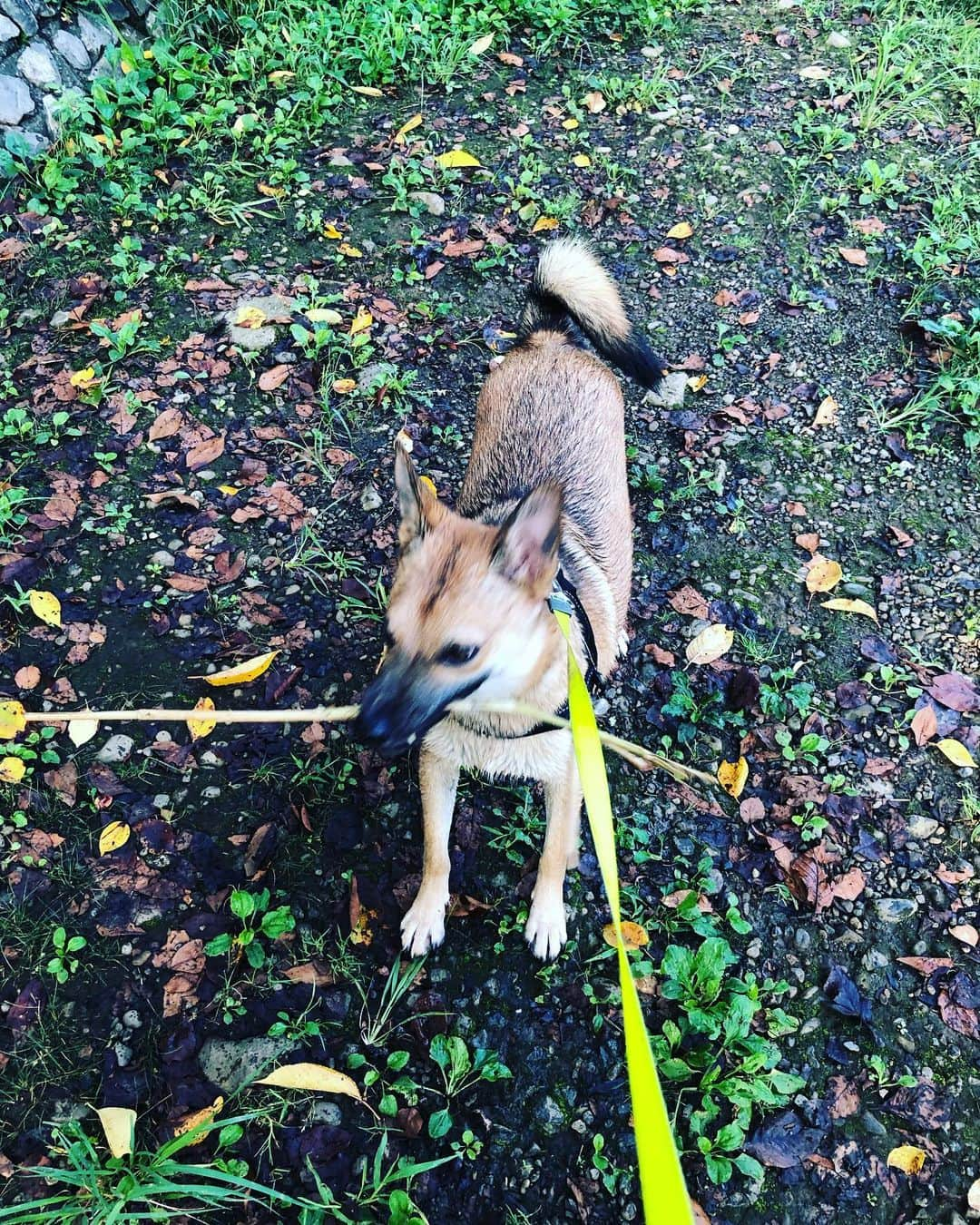 佐々木海さんのインスタグラム写真 - (佐々木海Instagram)「本日の枝はこれ。 「わーい🙌枝ー❗️」からの「ペイッ❗️❗️❗️」 いらんのかい！ #東京枝コレクション #枝コレ #犬 #イヌ #イヌスタグラム #いぬすたぐらむ #犬バカ部 #いぬばか部 #ふわもこ部 #いぬら部 #犬のいる暮らし #保護犬 #元野犬 #雑種 #雑種犬 #ビビり犬 #里親 #保護犬を家族に #保護犬を飼おう #殺処分ゼロ #dog #dogs #dogstagram #doglove #doglover #doglovers #doglife #dogslife #rescuedog #rescueddog」9月10日 11時59分 - umi_carnelian