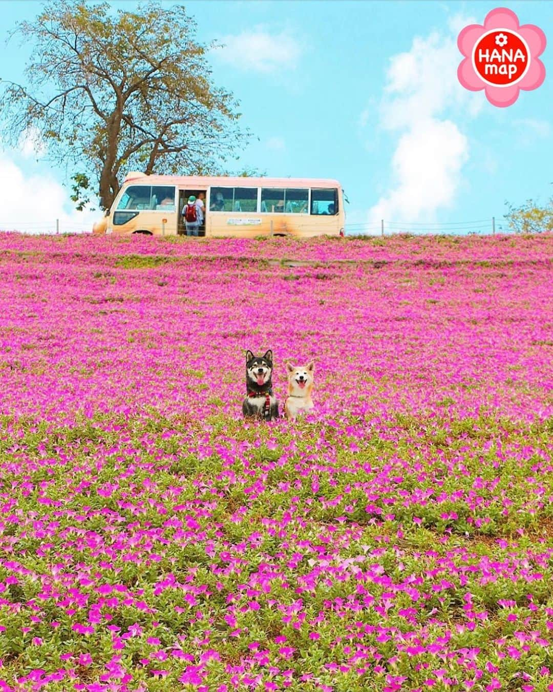 はなまっぷ❁日本の花風景さんのインスタグラム写真 - (はなまっぷ❁日本の花風景Instagram)「🌸はなまっぷ🌸 * @nerishiro さんの  花のある風景に花まるを💮 * お花畑でバスを見送る可愛い仲良しワンちゃんをありがとうございます😊🌸 * 千葉  #マザー牧場 Mother Farm, Chiba Pref. * 🌼ペチュニアの花言葉📝🌼 あなたと一緒なら心が和らぐ、心のやすらぎ * 見頃を過ぎている場所もご紹介しています。お出かけの際はHP等で最新の情報をご確認くださいね🙏🌸 * 🌸•••🌸•••🌸•••🌸•••🌸•••🌸 * いつも素敵なお花をありがとうございます😊 日本の花のある風景にタグ付けしてください🌸 お花があれば何でもOKです💓 * #はなまっぷ * #日本の美しい花風景#花のある風景#花#ペチュニア#花畑#犬」9月10日 12時28分 - hanamap