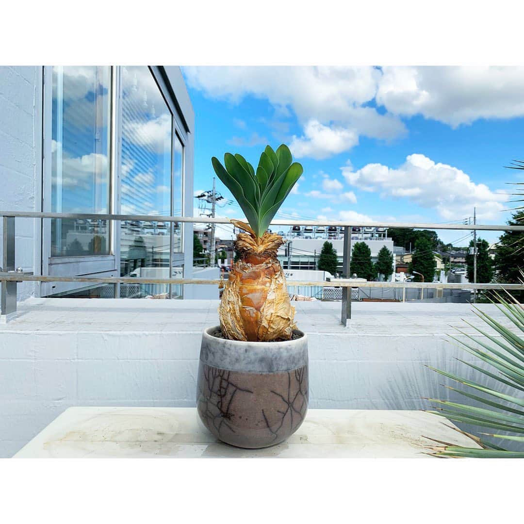 のインスタグラム：「もう起きた。  #ブーファンハエマントイデス  #ブーファンハエマンソイデス #ブーファン #ハエマントイデス  #ハエマンソイデス  #コーデックス #caudex」