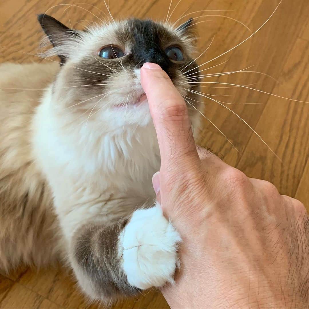 takegaeruのインスタグラム：「にゃんこに指をかざした時の反応、みんな個性があって面白い( ^ω^ )  #cat #scottishfold #猫 #スコティッシュフォールド #三毛スコ友の会」