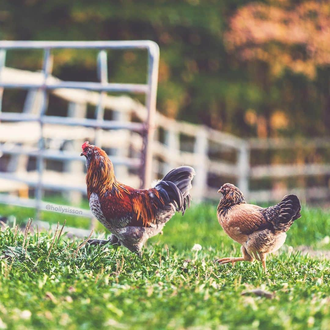 Holly Sissonのインスタグラム：「Strutting their stuff! 🤣🐓 #kingtownship #ontario #rural ~ Canon 1D X + 70–200 f2.8L IS MkII @ 200mm f2.8 (See my bio for full camera equipment information plus info on how I process my images. 😊) #withaeroplan」