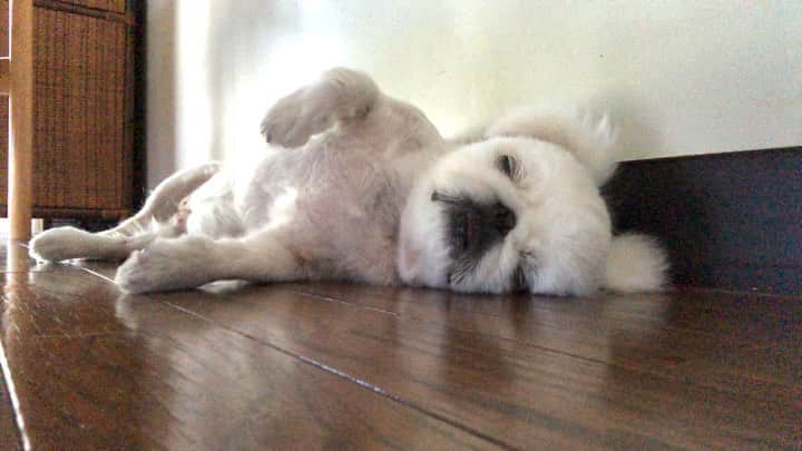 こなつのインスタグラム：「ぐーぐーにーず🐶🙈💤💫Sound on🔊」