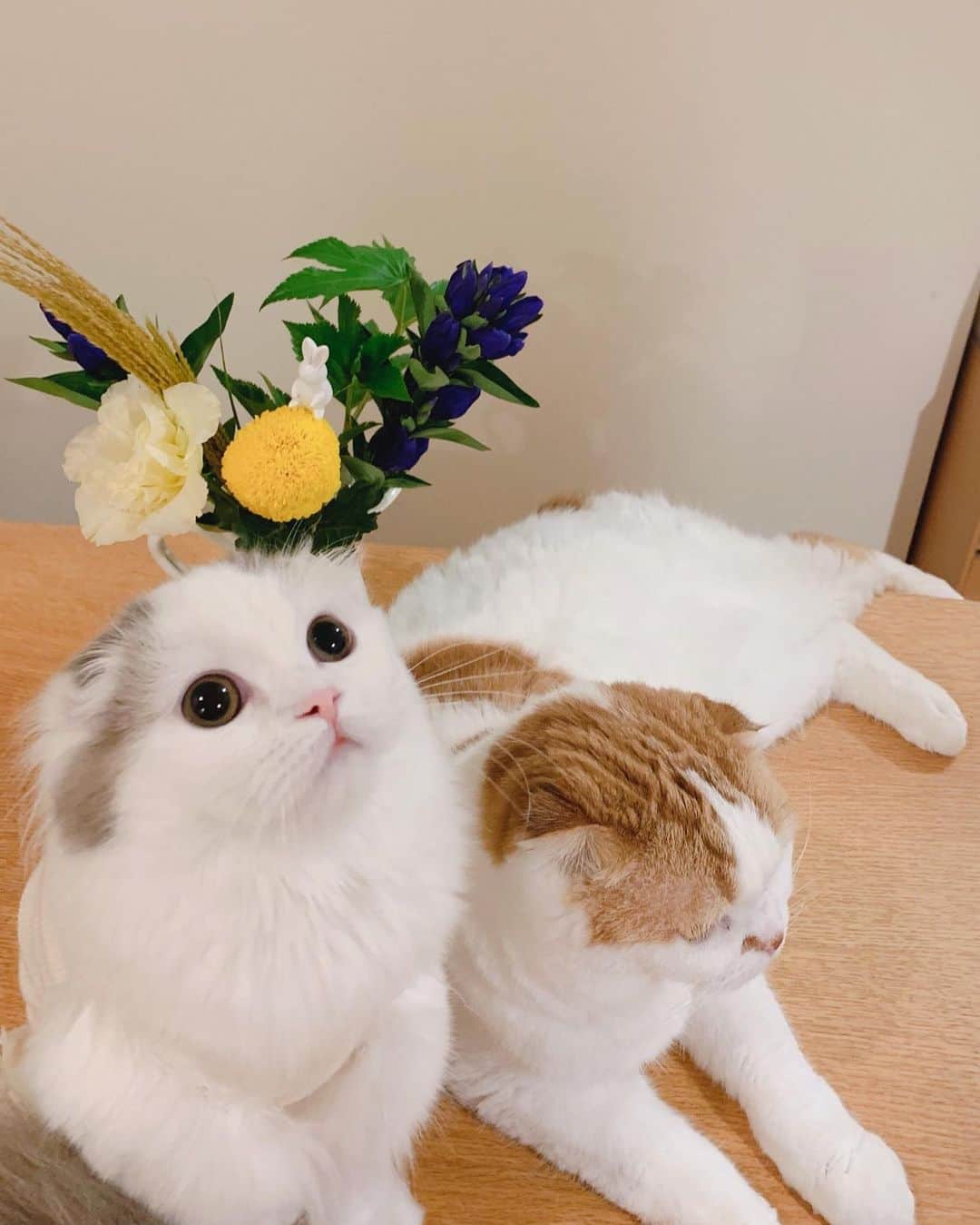 のんたさんのインスタグラム写真 - (のんたInstagram)「今週の金曜日はお月見🌝🎑 かわいいお花を買いました。 月に見立てたお花の上に小さいうさぎがいます🐇 ・ #scottishfold #catstagram_japan #catsofinstagram #cats_of_instagram#catoftheday #ilovemycat #bestmeow #catlover #cutecat #kittensofinstagram #cute #スコティッシュフォールド」9月10日 23時07分 - utacci