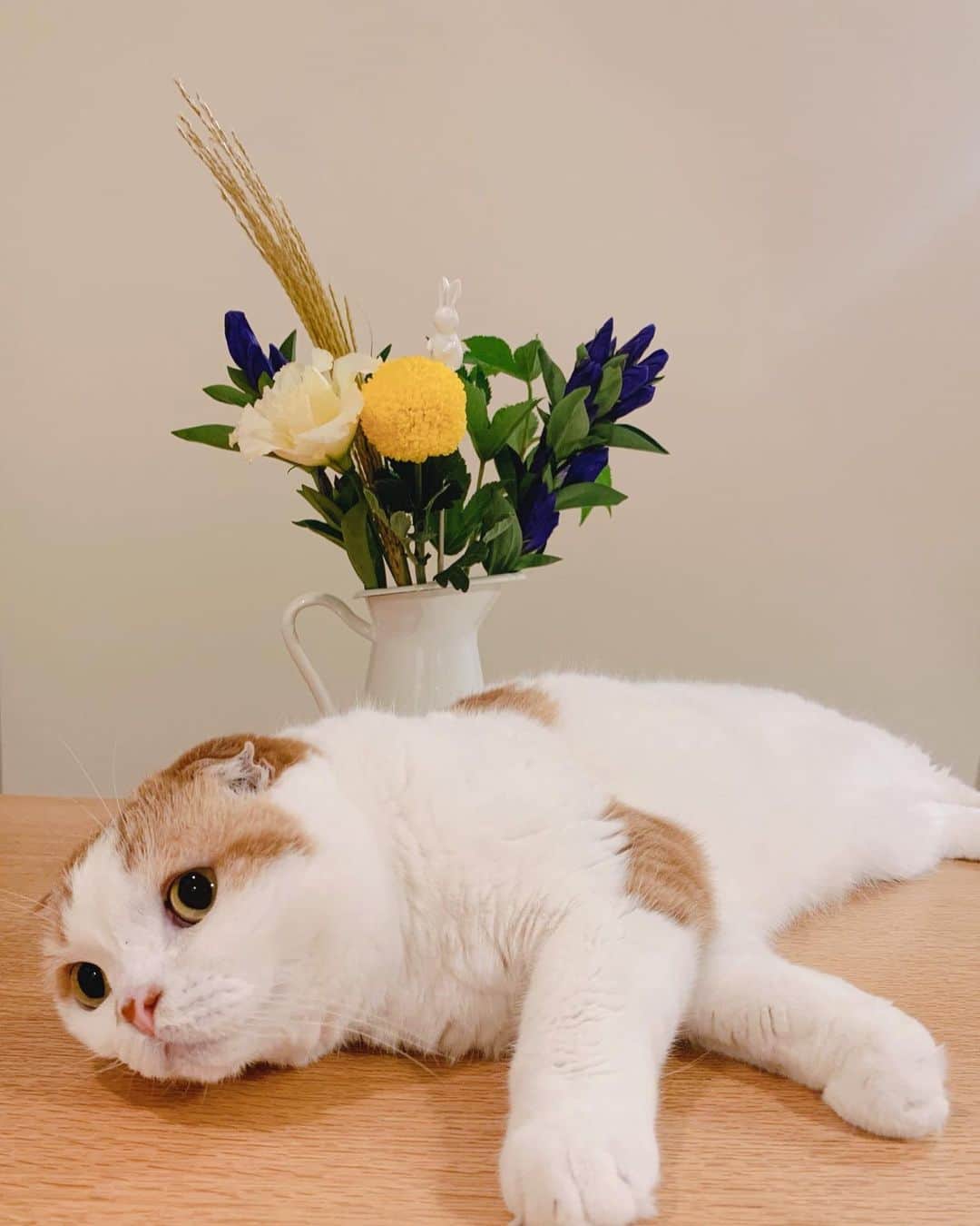 のんたのインスタグラム：「今週の金曜日はお月見🌝🎑 かわいいお花を買いました。 月に見立てたお花の上に小さいうさぎがいます🐇 ・ #scottishfold #catstagram_japan #catsofinstagram #cats_of_instagram#catoftheday #ilovemycat #bestmeow #catlover #cutecat #kittensofinstagram #cute #スコティッシュフォールド」