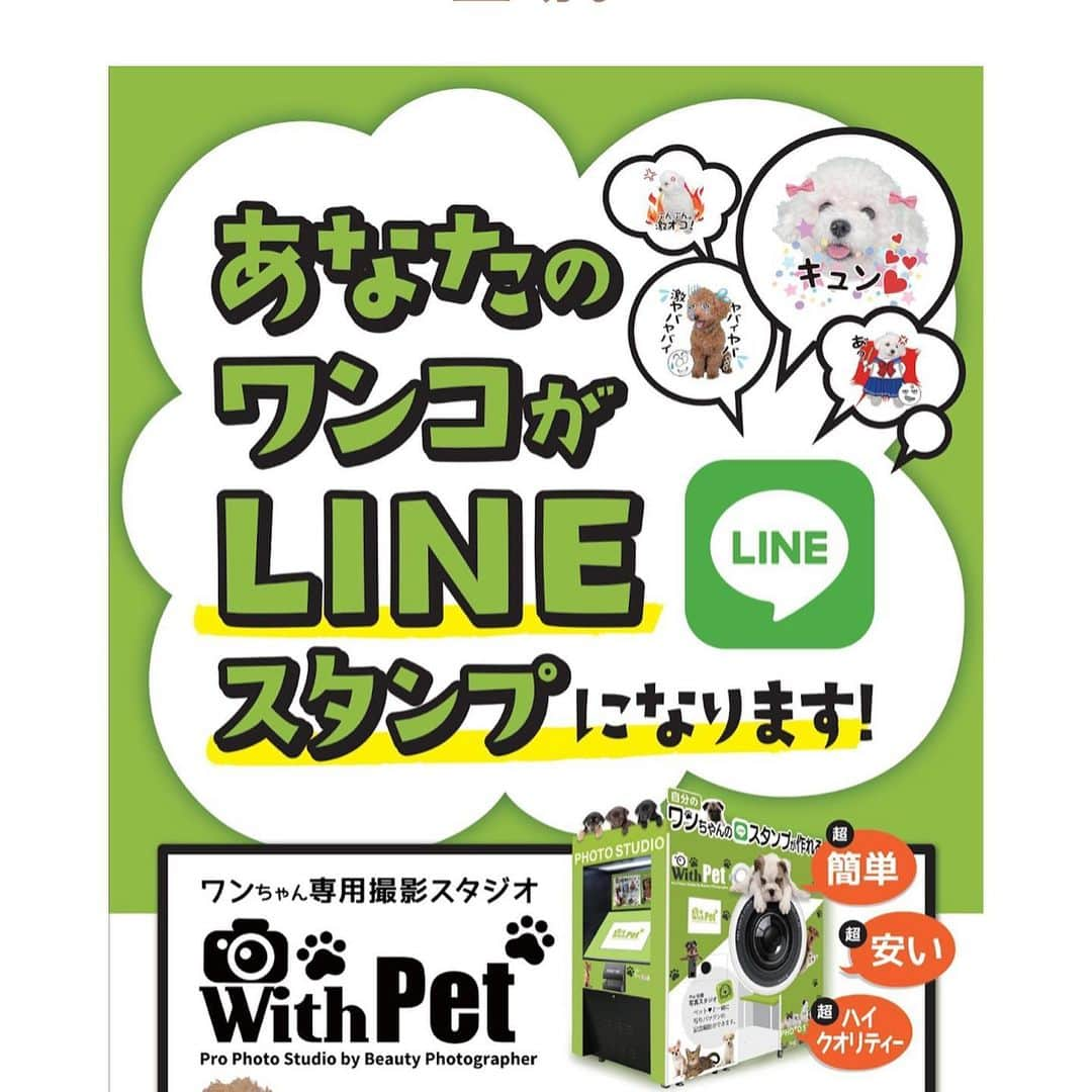 ゆうたむさんのインスタグラム写真 - (ゆうたむInstagram)「こんな簡単に愛犬のラインスタンプ作れる時代になったぁ🐶💕 . やることはまるでプリクラ撮るのといっしょ✨ . 愛犬家のみなさんは絶対作ってLINEでばんばん使うと幸せ気分になれますヨ🐶😍 . . はぁ〜しんどい可愛い✨ . [-のんちゃん①-] https://line.me/S/sticker/9033513?lang=ja&ref=gnsh_stickerDetail . . だ、ダウンロードしてもいいんだよぉ？？🐶✨ . . #withpet #lineスタンプ #愛犬 ミニチュアダックス #メス #のんちゃん」9月10日 14時44分 - yuutamu_non