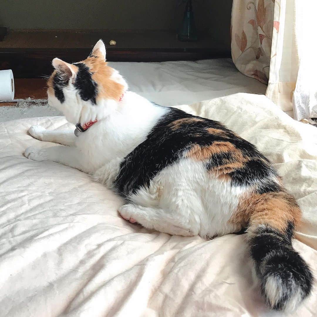kei515yuさんのインスタグラム写真 - (kei515yuInstagram)「最近、お母はんおかしいんやて。いやもともとおかしいけんど。ぼーっとしとって頭痛して眠たいらしいわ。 ご飯こさえても「牛丼やて思たらあかん牛丼」とか「全く塊のないチキンシチュー」とか「限りなく茹で卵に近い温泉卵」とかこさえはるんやて。いのちのははとか飲まはったらええかいな。 #cat #ねこ #三毛猫 #猫部 #猫 #catstagram #tamahanas #japanesecat #kitty #calico #tortoiseshell  #insta_catshots #cat_features #catsofinstagram #にゃんすたぐらむ #おばあにゃん #高齢猫23歳 #高齢猫 #seniorcats #seniorcatsofinstagram #age23」9月10日 14時59分 - kei515yu