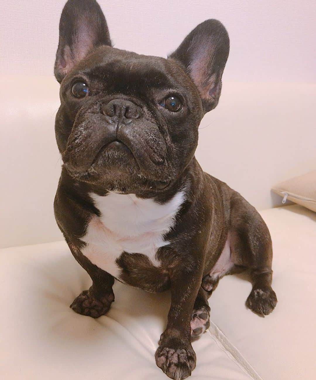 北川珠望さんのインスタグラム写真 - (北川珠望Instagram)「. . あー可愛い♡w . . #frenchbulldog #frenchbull #musashi #フレンチブルドッグ #フレブル #ブヒ #ブリンドル #武蔵 #犬 #프렌치불독 #634 #愛犬 #愛犬家 #親バカ」9月10日 15時21分 - tamami1224