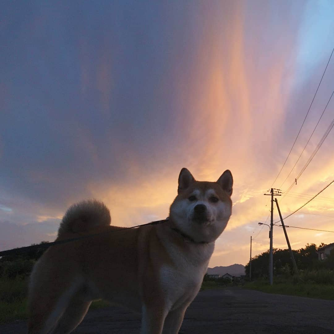 柴犬⭐️サスケのインスタグラム