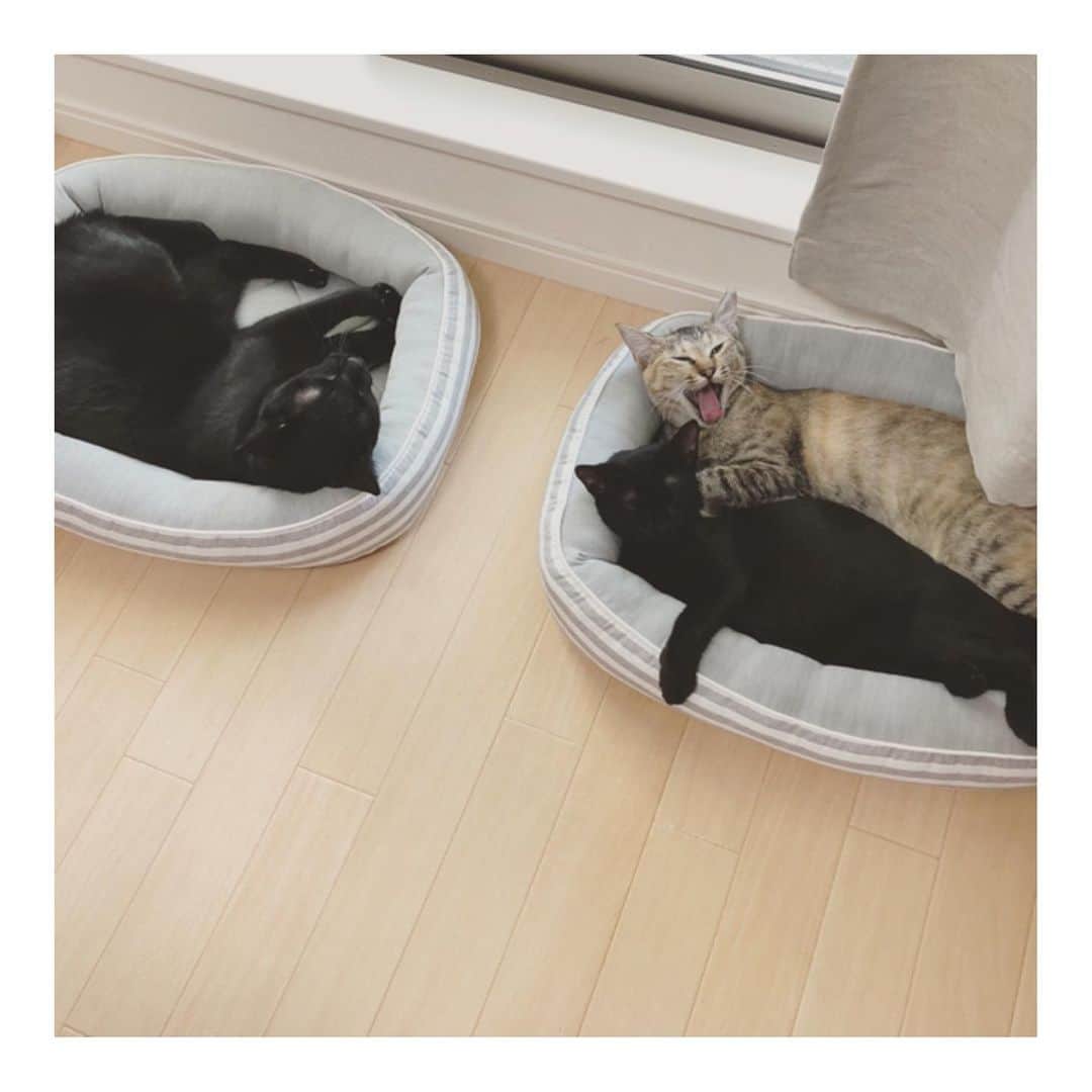 こむぎさんのインスタグラム写真 - (こむぎInstagram)「* 仲良くお昼寝中。 ごまちゃんは1人サイズ。 テトちゃんのりちゃんは半分サイズ。 もう一個猫ベッド置いてるけど、テトちゃんとのりちゃんは一緒に入りがち😁 そしてヘアサロン付き😆 #黒猫ごま味 #甘えん坊テトちゃん #黒猫のり味」9月10日 15時59分 - tomochunba