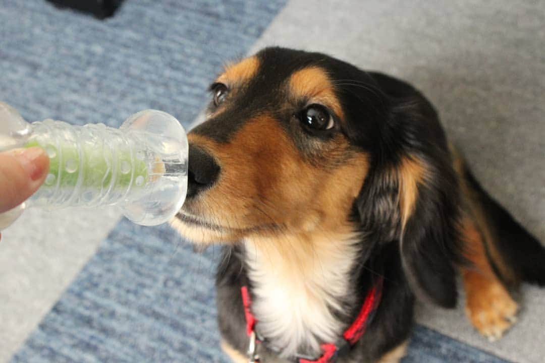 ❃ren❃さんのインスタグラム写真 - (❃ren❃Instagram)「あーーー暑い💧💧💧 暑すぎる💧  こっちゃん地方、3日連続猛暑日🔥 溶ろけそうです😱 でもこっちゃんは元気いっぱい😊 いつもと変わらず暴れん坊です😅 ＊ いつも見ていただきありがとうございます😌💓 ＊ #9月なのに3日連続猛暑日 #秋はまだかいな #暑すぎて溶ろけるわっ #暑さでお腹の脂肪溶けろ #うちのモデル犬 #琥珀#こはく#こっちゃん#暴れん坊#ビビり犬#ブラックタンダックス#ダックス#ミニチュアダックス#ミニチュアダックスフンド#短足部#dog#dachshund #レオン大好き#自慢の息子#これからもずっと大切な家族#いつも見守ってくれてありがとう #写真を撮るのが好き#わんこ写真」9月10日 16時48分 - ren1008