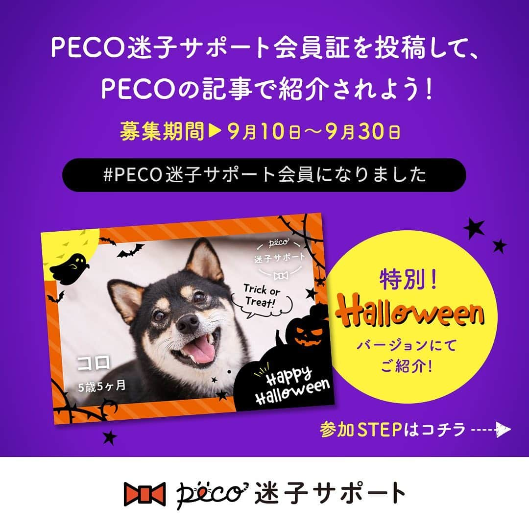 PECO いぬ部さんのインスタグラム写真 - (PECO いぬ部Instagram)「🐶みんなで迷子対策をしよう✨ ご好評につき、『#PECO迷子サポート会員になりました』Instagramキャンペーン🌟第２弾🌟を開催します🎵 ハッシュタグをつけて、PECO迷子サポートの会員証をInstagramに投稿すると、 あなたの愛犬がPECO迷子サポート会員として、PECOの記事で紹介されちゃうかも！ 第一弾で応募した人も、是非、最新のベストショットで会員証を作って、参加してみてくださいね✨  さらに当選者さんには、とってもスペシャル!! ハロウィーンver.の会員証(デジタル)を掲載させていただきます☺  PECO迷子サポートとは...？ PECO迷子サポートは、日本からペットの迷子をなくしたい！という思いから、生まれました。 日本では年間約10万頭のペットの迷子が保護されており、そのうち約5万頭はお家に帰れないという、とても悲しい事実があります。  迷子になったペットの捜索をプロに依頼すると、発見率が80%以上！でも、捜索費用は7～10万円と、高額です。 PECO迷子サポートの会員には、この捜索費用を無料で提供しています。 登録費用も月額費用も無料。PECOのアプリから会員登録するだけ。  可愛い愛犬が辛い思いをしないためにも、うちの迷子対策、始めませんか？  #pecoいぬ部 #まいごのおまもり #PECO迷子サポート #PECO迷子サポート会員になりました #迷子対策 【応募期間】2019/9/10～2019/9/30 23:59 【応募方法】 ①PECOアプリの『おまもり』タブから、PECO迷子サポートに登録 ②PECO迷子サポート会員証をハッシュタグ『#PECO迷子サポート会員になりました』を付けて投稿 【プレゼント内容】 PECO迷子サポート会員ワンちゃんのPECO記事デビュー（５名） 投稿いただいた会員証をハロウィーンver.にして掲載させていただきます☺ 【結果発表】 当選結果は、10月中旬（予定）公開予定のPECO記事への掲載をもってかえさせていただきます。 . . .＜利用規約＞ 詳しくは本投稿のコメント欄をご確認ください↓↓」9月10日 16時48分 - pecodogs