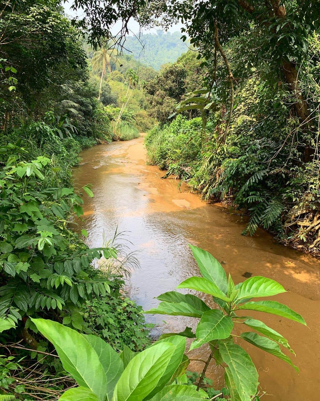 キム・ジョーンズさんのインスタグラム写真 - (キム・ジョーンズInstagram)「Beautiful Malaysia 🇲🇾 @savewildtigers #TigerExpress #EndWildlifeCrime #StopPoaching #Tigers #EndTigerTrade #SaveWildTigers @easternoriental #theartofbelmont raising awareness and money for wild 🐅 conservation」9月10日 16時41分 - mrkimjones