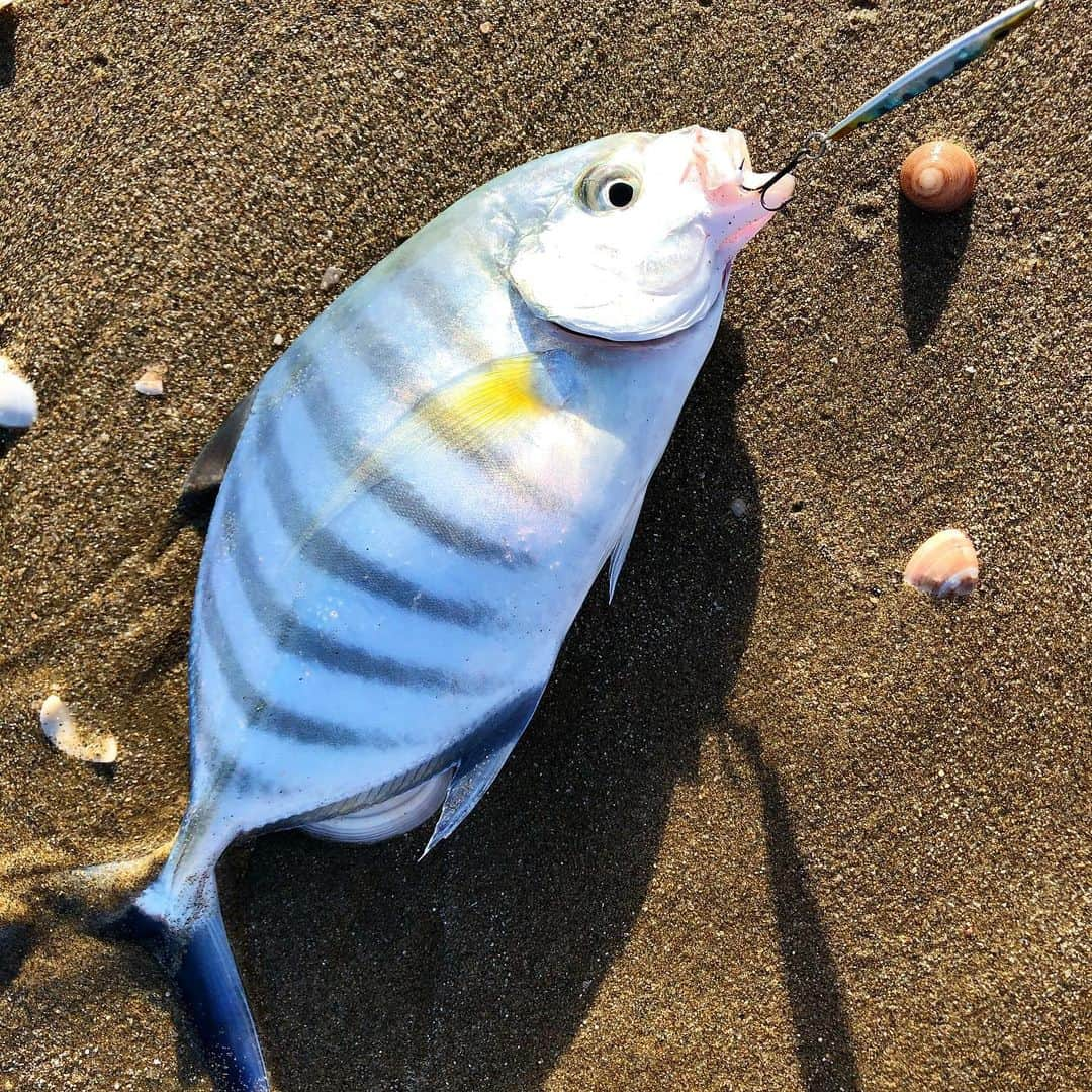 Isseki Nagaeさんのインスタグラム写真 - (Isseki NagaeInstagram)「Bluefin trevally  #bluefintrevally #trevally #fishinglife #morningfishing #beach #surftrip #fishingtrip #tanegashima #ギンガメアジ  波乗り前にビーチで釣り。こんな模様のギンガメアジは初めて釣りました。」9月10日 16時44分 - isseki_nagae