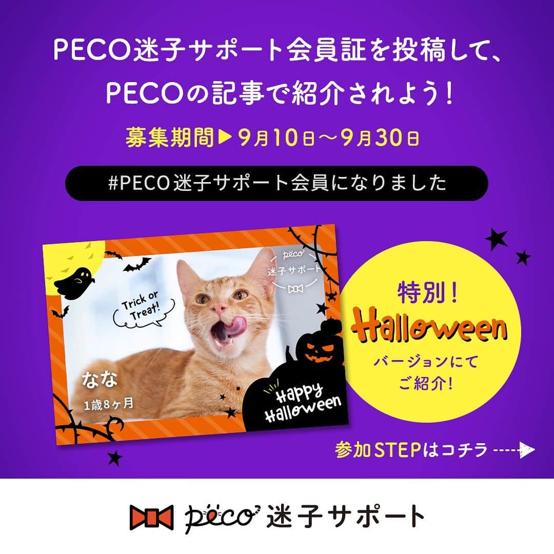 PECOねこ部さんのインスタグラム写真 - (PECOねこ部Instagram)「🐱みんなで迷子対策をしよう✨ ご好評につき、『#PECO迷子サポート会員になりました』Instagramキャンペーン🌟第２弾🌟を開催します🎵 ハッシュタグをつけて、PECO迷子サポートの会員証をInstagramに投稿すると、 あなたの愛猫がPECO迷子サポート会員として、PECOの記事で紹介されちゃうかも！ 第一弾で応募した人も、是非、最新のベストショットで会員証を作って、参加してみてくださいね✨  さらに当選者さんには、とってもスペシャル!! ハロウィーンver.の会員証(デジタル)を掲載させていただきます☺  PECO迷子サポートとは...？ PECO迷子サポートは、日本からペットの迷子をなくしたい！という思いから、生まれました。 日本では年間約10万頭のペットの迷子が保護されており、そのうち約5万頭はお家に帰れないという、とても悲しい事実があります。  迷子になったペットの捜索をプロに依頼すると、発見率が80%以上！でも、捜索費用は7～10万円と、高額です。 PECO迷子サポートの会員には、この捜索費用を無料で提供しています。 登録費用も月額費用も無料。PECOのアプリから会員登録するだけ。  可愛い愛猫が辛い思いをしないためにも、うちの迷子対策、始めませんか？  #ペコねこ部 #まいごのおまもり #PECO迷子サポート #PECO迷子サポート会員になりました #迷子対策 【応募期間】2019/9/10～2019/9/30 23:59 【応募方法】 ①PECOアプリの『おまもり』タブから、PECO迷子サポートに登録 ②PECO迷子サポート会員証をハッシュタグ『#PECO迷子サポート会員になりました』を付けて投稿 【プレゼント内容】 PECO迷子サポート会員ネコちゃんのPECO記事デビュー（５名） 投稿いただいた会員証をハロウィーンver.にして掲載させていただきます☺ 【結果発表】 当選結果は、10月中旬（予定）公開予定のPECO記事への掲載をもってかえさせていただきます。 . . .＜利用規約＞ 詳しくは本投稿のコメント欄をご確認ください↓↓」9月10日 16時50分 - pecocats