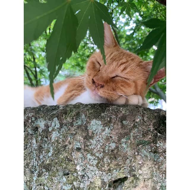 中野英雄さんのインスタグラム写真 - (中野英雄Instagram)「今日も気持ち良く寝てました ウォーキング途中に会うネコ  #instagood #happy #enjoy #japan #tokyo」9月10日 16時53分 - hideo_nakano