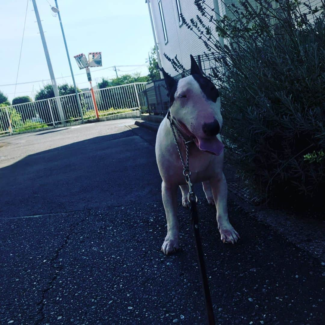 Q太郎さんのインスタグラム写真 - (Q太郎Instagram)「#minituru#bull#terrier#minibullterrier#miniturubullterrier#dog#dogstagram#cute#qtaro#love#family#ミニチュア#ブルテリア#ミニチュアブルテリア#Q太郎」9月10日 17時48分 - qtaro.jun