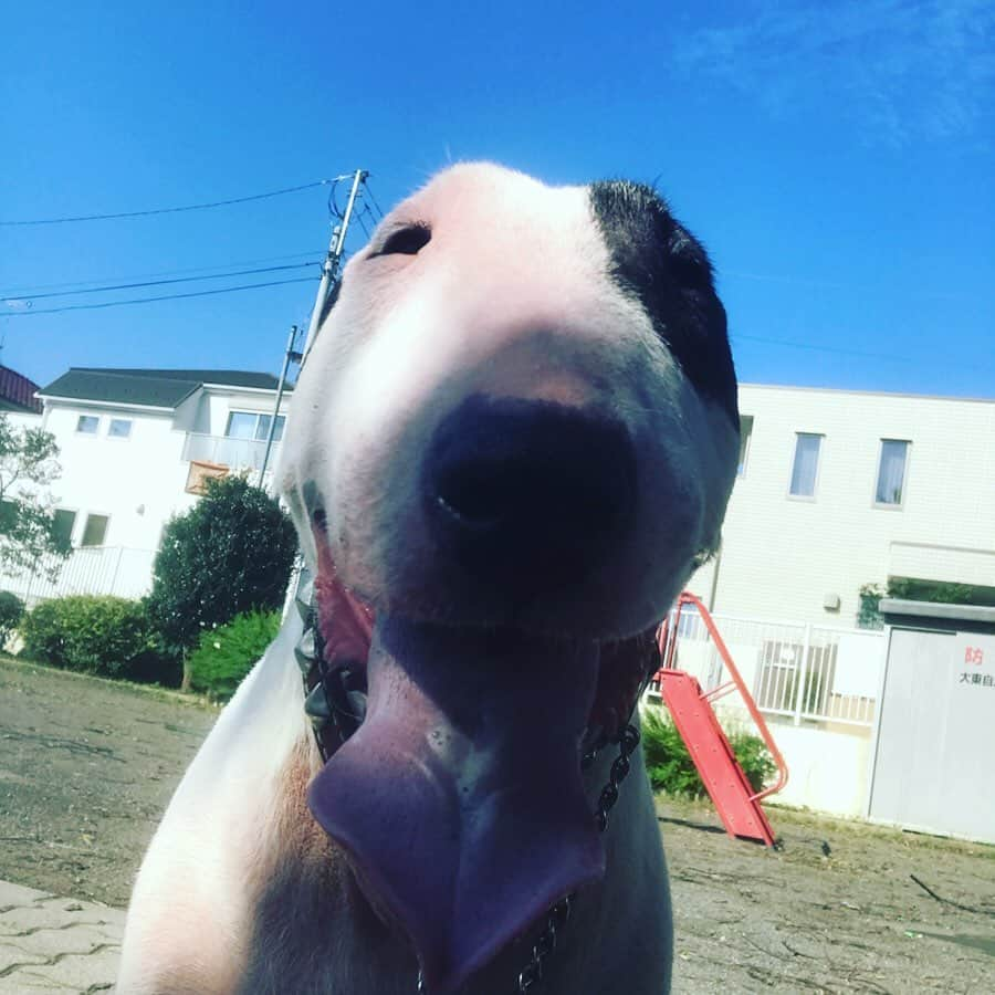 Q太郎さんのインスタグラム写真 - (Q太郎Instagram)「#minituru#bull#terrier#minibullterrier#miniturubullterrier#dog#dogstagram#cute#qtaro#love#family#ミニチュア#ブルテリア#ミニチュアブルテリア#Q太郎」9月10日 17時48分 - qtaro.jun