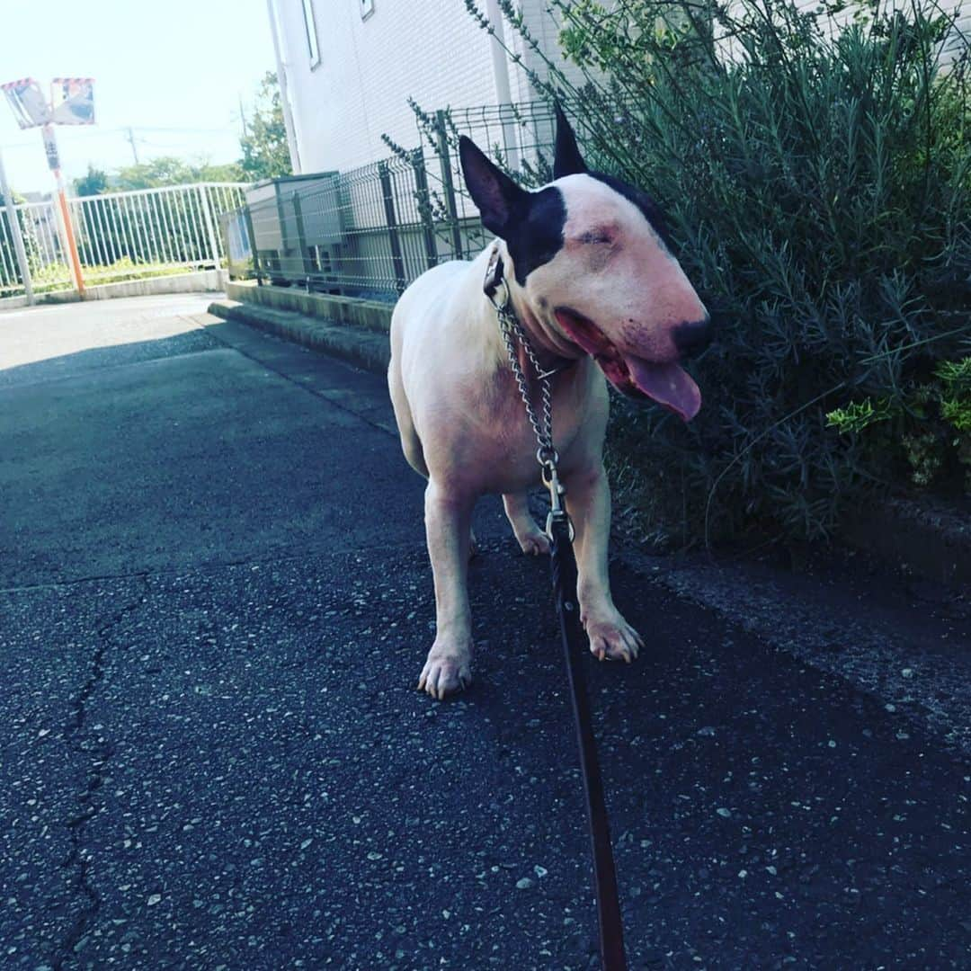 Q太郎さんのインスタグラム写真 - (Q太郎Instagram)「#minituru#bull#terrier#minibullterrier#miniturubullterrier#dog#dogstagram#cute#qtaro#love#family#ミニチュア#ブルテリア#ミニチュアブルテリア#Q太郎」9月10日 17時48分 - qtaro.jun