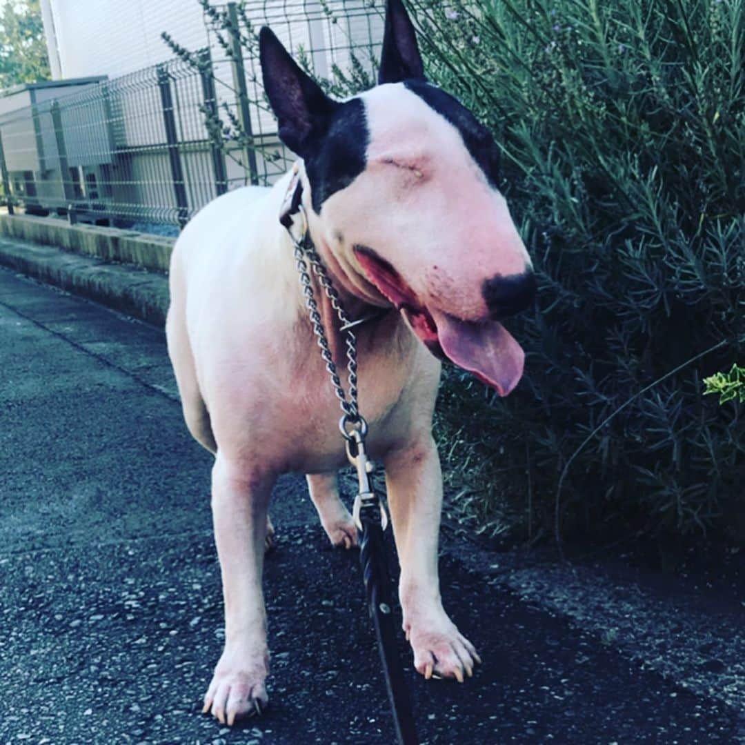 Q太郎さんのインスタグラム写真 - (Q太郎Instagram)「#minituru#bull#terrier#minibullterrier#miniturubullterrier#dog#dogstagram#cute#qtaro#love#family#ミニチュア#ブルテリア#ミニチュアブルテリア#Q太郎」9月10日 17時48分 - qtaro.jun