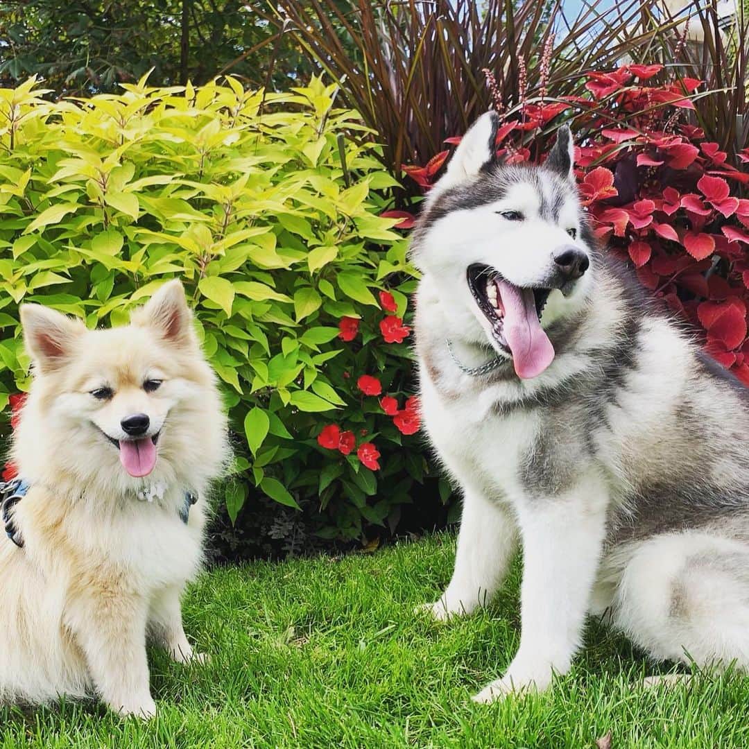イナキョウコのインスタグラム：「My boys enjoying the weather without any humidity!  #siberianhusky #husky #pomsky #pomeranian #pom #happydog #rescuedog #dogsofinstagram」