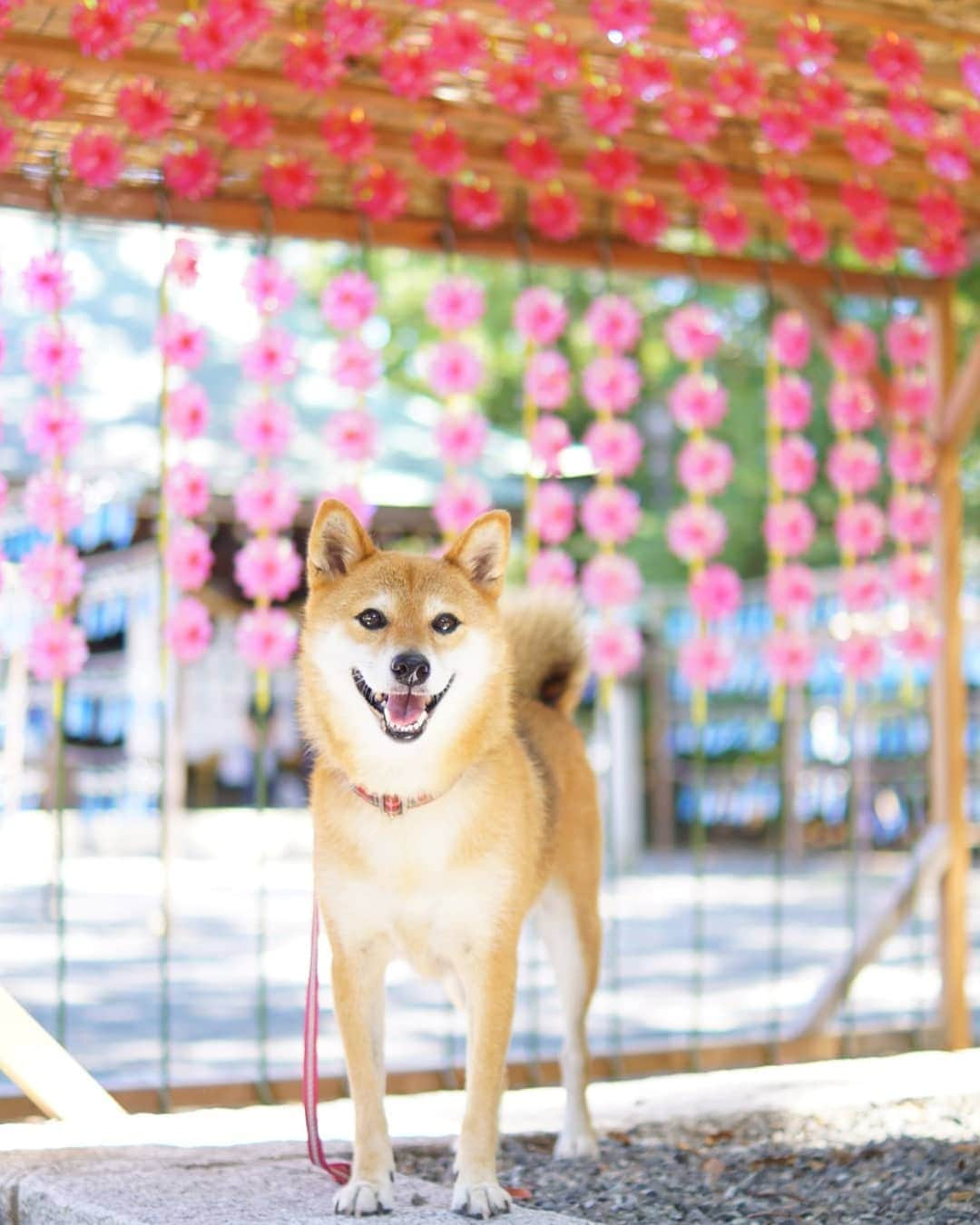 柴犬 ゆりのインスタグラム：「2019.9.10 日曜日は久しぶりにカメラを持ってお出かけ🚗 風車と風鈴を見に行ってみたかった #水無瀬神宮 へ📷  こちらのお水は｢全国名水百選｣に選ばれているそう✨ 来年は容器持って行こうっと😄  Location：大阪府 #柴犬 #犬 #風車 #pinwheel #shibainu #shibastagram #dog #dogstagram #dogsofinstaworld #dogsofinstagram #japan_of_insta #japan_daytime_view #bestjapanpics #tokyocameraclub #team_jp_ #instagramjapan #igersjp #pecoいぬ部 #visitjapanjp」