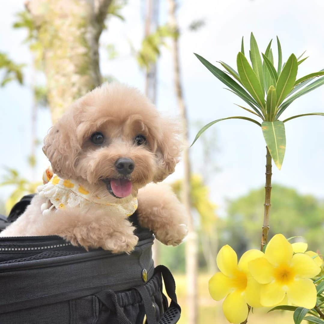 のインスタグラム：「📆(10Sep19) 🌼Happy Tuesday! 😝🌻Have a beautiful and blessed day!❤️🌾🎋🌱🌻」