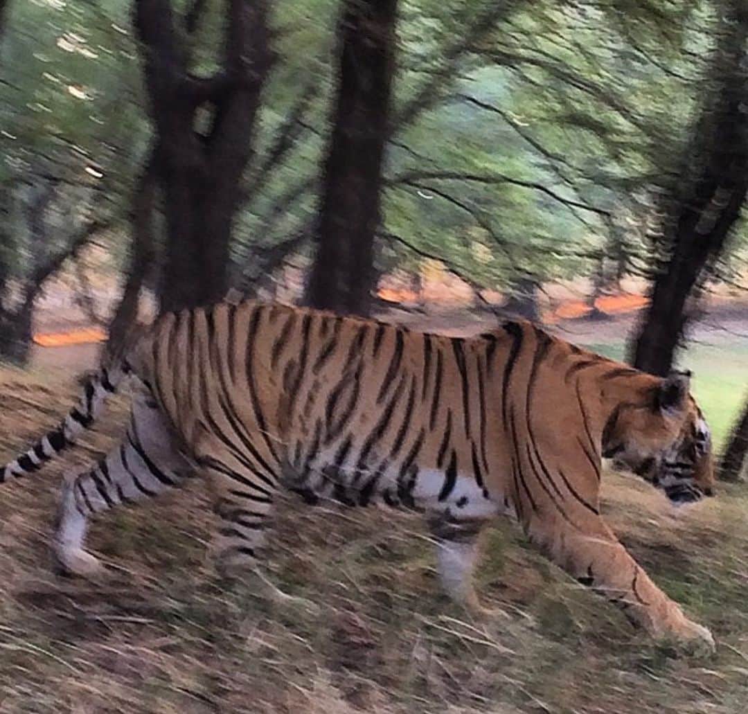 キム・ジョーンズさんのインスタグラム写真 - (キム・ジョーンズInstagram)「The first time I ever saw a tiger in the wild ... @savewildtigers #TigerExpress #EndWildlifeCrime #StopPoaching #Tigers #EndTigerTrade #SaveWildTigers @easternoriental #theartofbelmond raising awareness and funds to protect wild tigers 🐅」9月10日 20時17分 - mrkimjones