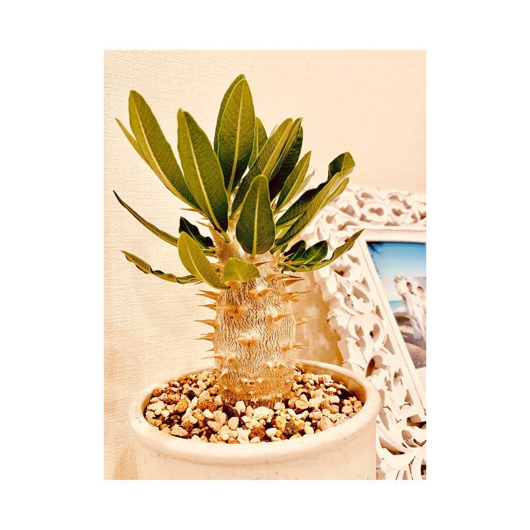 田中順也さんのインスタグラム写真 - (田中順也Instagram)「@limacoffee で購入した塊根植物。 その名も「パキポディウム」 可愛い。愛着湧いちゃう。 大事に育てます @kobe_agave_shop」9月10日 20時23分 - junyatanaka18