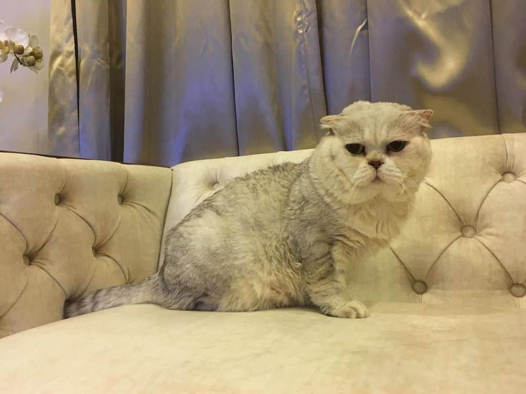 Haruのインスタグラム：「A true baby seal. #แมวน้ำดีๆนี่เอง #อุ๋ง #haruthecat #harubabyseal」
