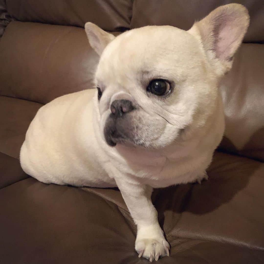 のインスタグラム：「* 荒ぶっていたので、ソファに乗せたら固まった🧸 目線も合わせてくれな〜い（笑） * #お控えなすって #私のアモーレ🐷❤️」