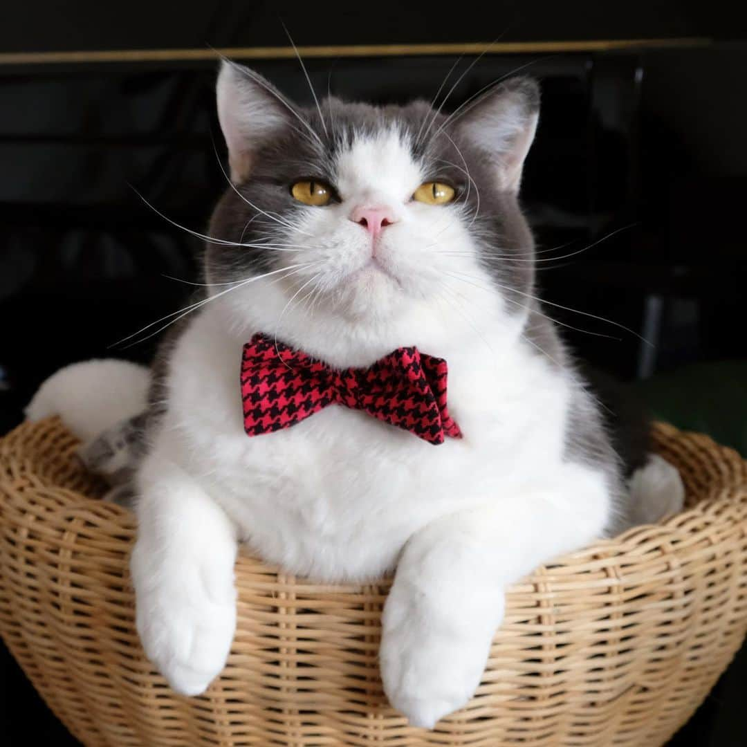 catinberlinさんのインスタグラム写真 - (catinberlinInstagram)「Say hi to Dandy Cat! 😎 New fall bow-tie now available. ❤️ www.catinberlin.com」9月10日 20時42分 - catinberlin