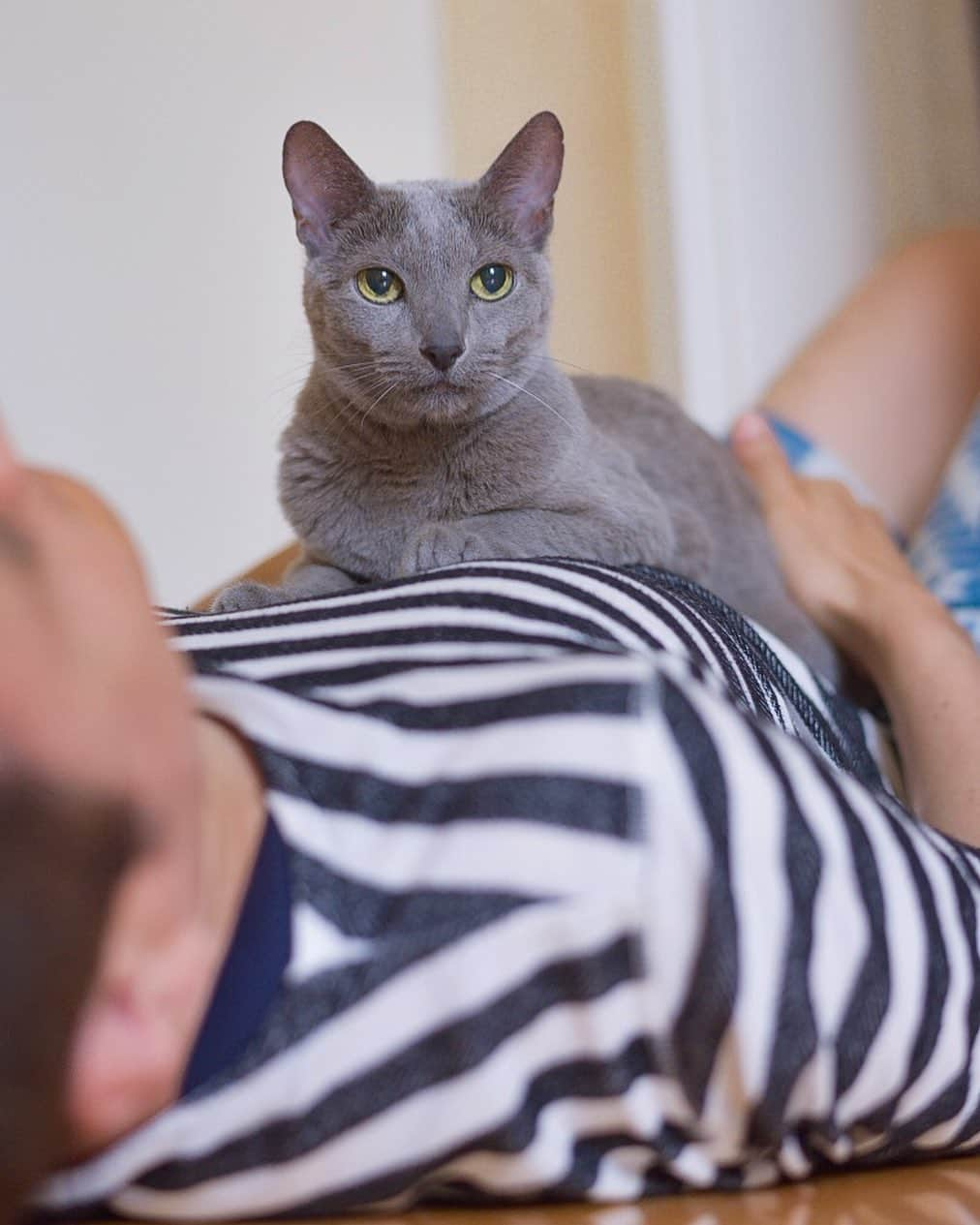 ❤?❤❤❤ Sayo ??❤?❤️❤️❤️さんのインスタグラム写真 - (❤?❤❤❤ Sayo ??❤?❤️❤️❤️Instagram)「★ Happy Cyuupy Tuesday 😸★ . . This is one of my favourite places😸👍🏻❤️ Dad. I love you!😽💖 .  ハッピーちゅうぴぃチューズデー😸👍🏻💖. パパの上は最高にゃ✨. ボクちゃんのお気に入りの場所にゃ💕. ❤️ #pt_life_ #WeWantCats  #nyancon01 #allcatphotos300 #as_archive  #PETS_iLLife  #paw_smile_pictures  #bestcatsclub #balousfriends #catsofinstagram  #cats_of_world #catstocker  #excellent_cats #IGersJP #kitty #meowfeature #nc_cuties  #light_nikon  #cat_features #pets_of_our_world  #pets_perfection  #raw_pets #weeklyfluff #bestphoto_japan #東京カメラ部 #ふわもこ部 #NEKOくらぶ #ロシアンブルー #ほふく撮影隊 . #カイゲン癒し顔フォトコンテスト」9月10日 20時42分 - psayopsayo