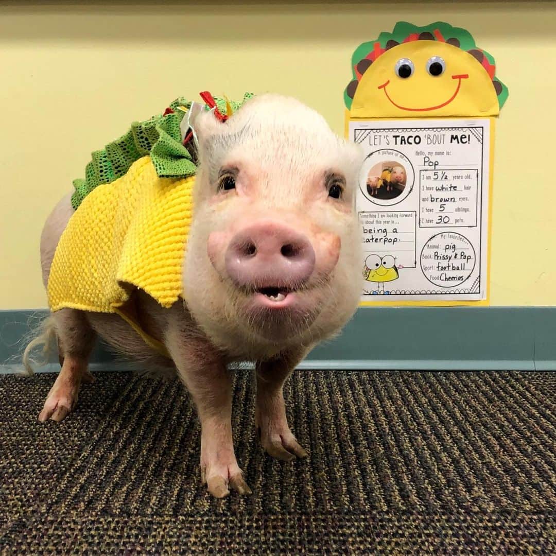 のインスタグラム：「Happy #TacoTuesday!🐷🌮Silly Pop heard mom tell the class that we are having tacos in the cafeteria for lunch today, so he got up and put on his taco suit.🐷🙈I can’t wait until they see him. I had him pose next to his “Let’s Taco ‘Bout Me” project the whole class did, so you could see him, too. Taco ‘Bout Silly!🐷💚🌮#classpets #firstgrade #tacopop #veggietaco #sillypop #PrissyandPop」