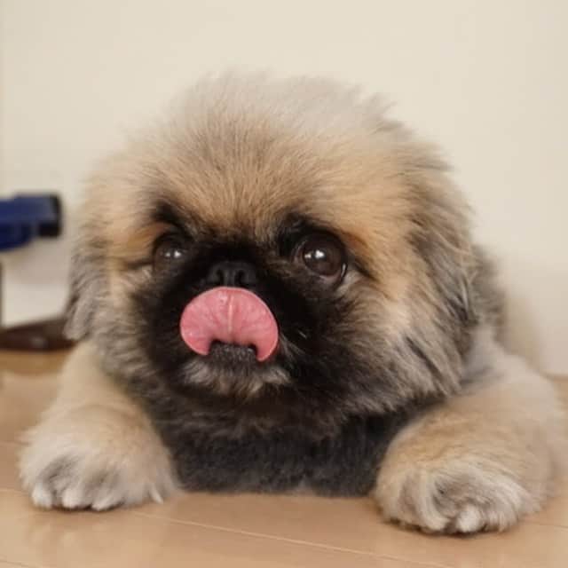 のインスタグラム：「#お疲れ様です  #ご飯食べたよ👅 #tongue #goodnight ※ 最近は、いぶきの中で、チーズがブームみたい🧀 ころころ食のブームが変わるから、飼い主振り回されっぱなし🙄彼氏とか旦那とかじゃなくて良かったわ😂笑🤗💔 でも大好き😂母性本能くすぐるタイプ😅💕🐶💕」