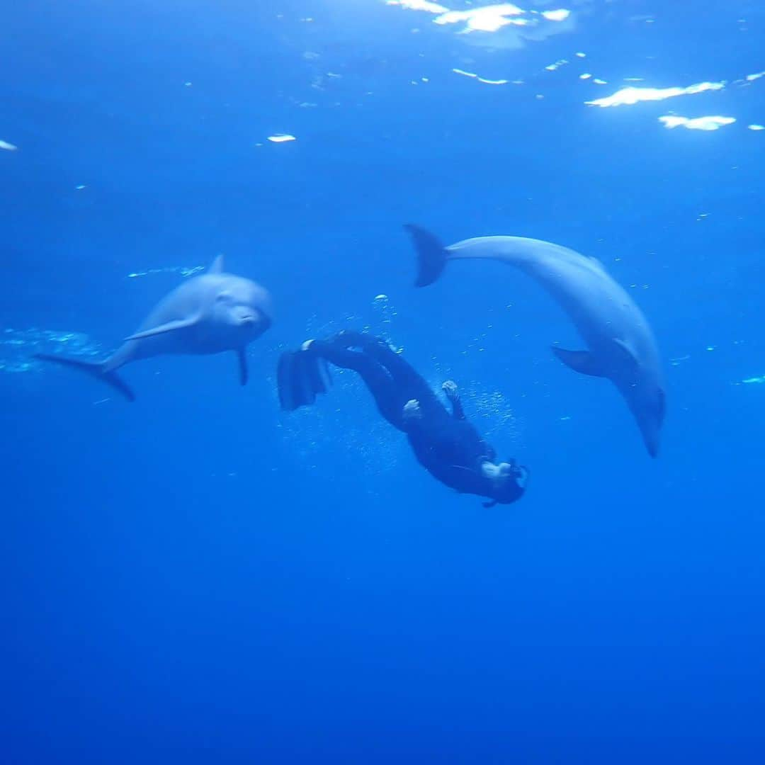 akikoさんのインスタグラム写真 - (akikoInstagram)「Swimming with 🐬」9月10日 21時17分 - akikojazz