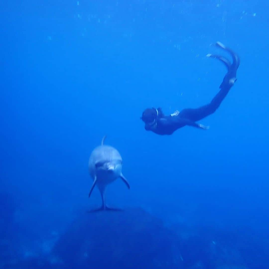 akikoさんのインスタグラム写真 - (akikoInstagram)「Swimming with 🐬」9月10日 21時17分 - akikojazz