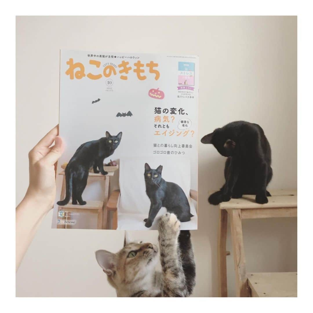 こむぎさんのインスタグラム写真 - (こむぎInstagram)「* なんと！ねこのきもち10月号の表紙は我が家のごまちゃんと卒業生のルイくん(しっぽくん)なんですーー✨ 気がついてご連絡くださった皆様ありがとうございました😂 発売日まで告知できずウズウズしておりました😆 ねこのきもちさんには今までも時々写真を掲載いただいておりましたが表紙は初🎉 しかも黒猫が表紙になることは珍しいようで何年かぶり？だそうです🤗 目次ページにも載っているのでぜひ探してみてください😊 のりちゃん、テトちゃんも先輩達を憧れの眼差しで見ていました✨ #ねこのきもち  #黒猫ごま味 #黒猫しっぽくん #黒猫のり味 #甘えん坊テトちゃん #ねこのきもちのおしごと」9月10日 21時38分 - tomochunba