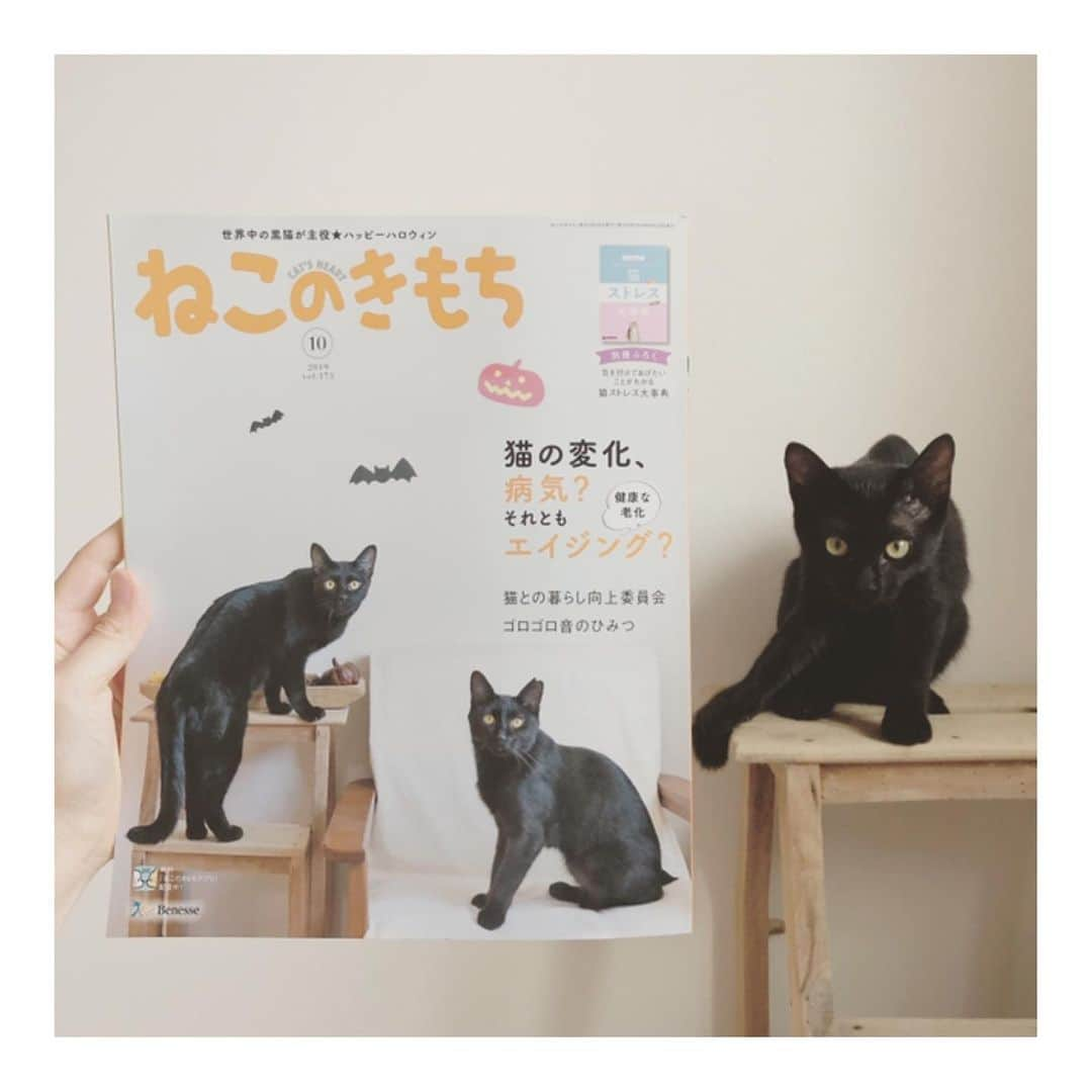 こむぎさんのインスタグラム写真 - (こむぎInstagram)「* なんと！ねこのきもち10月号の表紙は我が家のごまちゃんと卒業生のルイくん(しっぽくん)なんですーー✨ 気がついてご連絡くださった皆様ありがとうございました😂 発売日まで告知できずウズウズしておりました😆 ねこのきもちさんには今までも時々写真を掲載いただいておりましたが表紙は初🎉 しかも黒猫が表紙になることは珍しいようで何年かぶり？だそうです🤗 目次ページにも載っているのでぜひ探してみてください😊 のりちゃん、テトちゃんも先輩達を憧れの眼差しで見ていました✨ #ねこのきもち  #黒猫ごま味 #黒猫しっぽくん #黒猫のり味 #甘えん坊テトちゃん #ねこのきもちのおしごと」9月10日 21時38分 - tomochunba