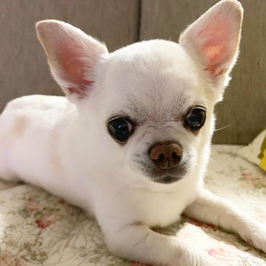 KORIKIのインスタグラム：「おはようございます♪ * #dogofsapporo #dog, #dogs, #dogstagram,#chihuahua,#犬バカ部,#チワワ,#koriki, #hanadog #白スムチ連合会, #スムチー,  #dogofthedayjp, #dogoftheday  #ilovemydog #instadog #instapet #WhiteChihuahua  #吉娃娃 #치와와  #dogsofinstagram #Chihuahualover  #ชิวาวา #チワワの輪 #barkbox #WhiteChihuahuaParty #もふもふモフモフ」