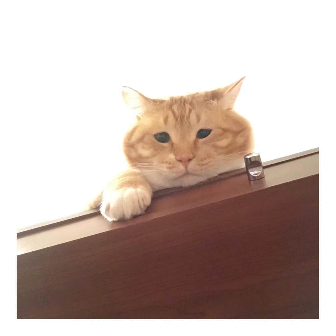 ぐっぴーさんのインスタグラム写真 - (ぐっぴーInstagram)「＊ 高所恐怖症。 ・ #標高30cm #猫 ・ Guppy can't get off.」9月11日 8時00分 - gupitaro