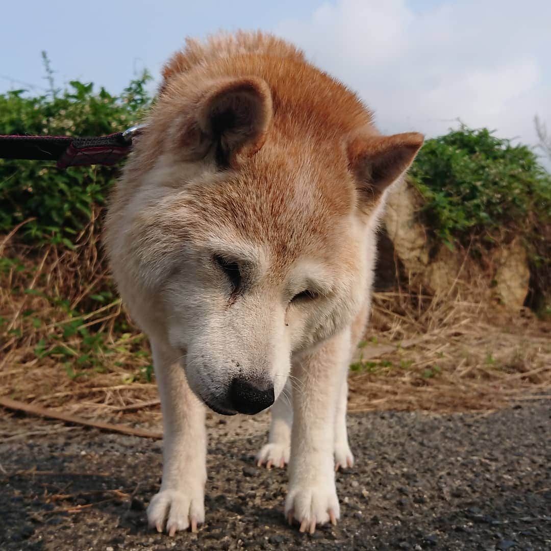 柴子さんのインスタグラム写真 - (柴子Instagram)「おはようございます。柴子(仮名)さん、起きてくださーい！（・∀・） #柴犬　#shibainu #shibastagram」9月11日 8時32分 - senogawadogs